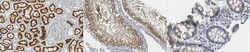 MilliporeSigma Cubilin, Rabbit, Unlabeled, Polyclonal, 100&mu;L; Unlabeled:Antibodies,